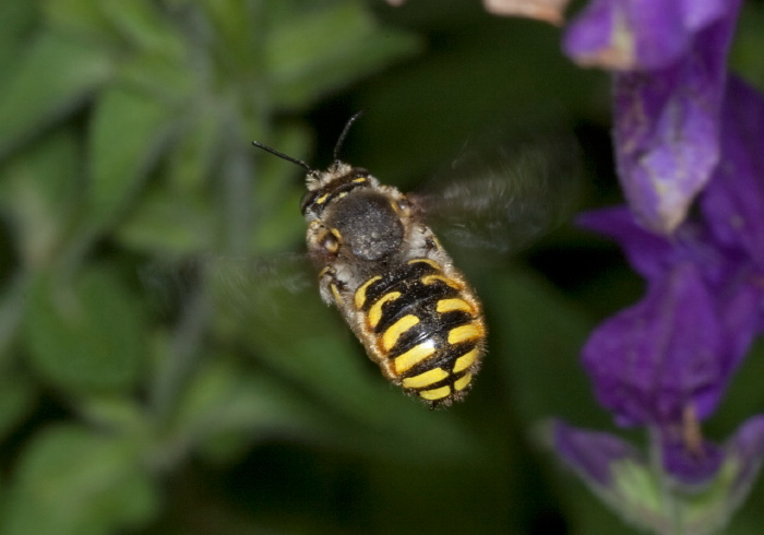 Anthidium manicatum Megachilidae