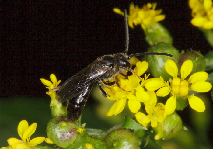 Lasioglossum (Evylaeus sensu lato) cinctipes Halictidae