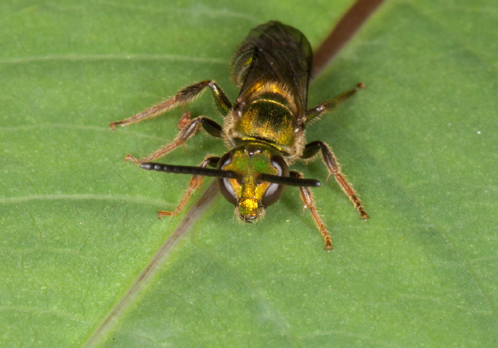 Augochlora pura Halictidae