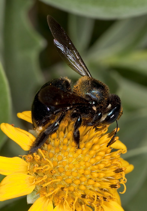 Xylocopa micans Apidae
