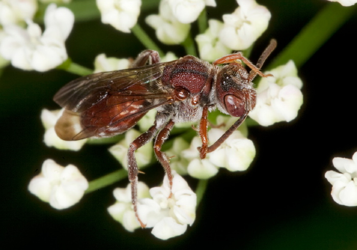 Nomada articulata Apidae