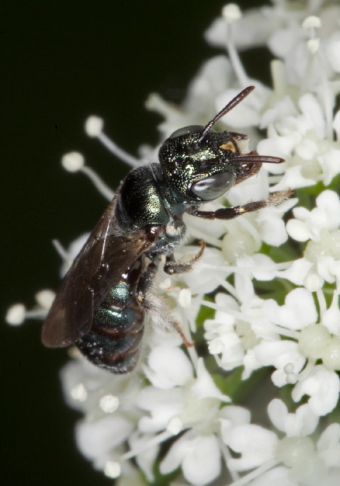 Ceratina (Zadontomerus) sp. Apidae