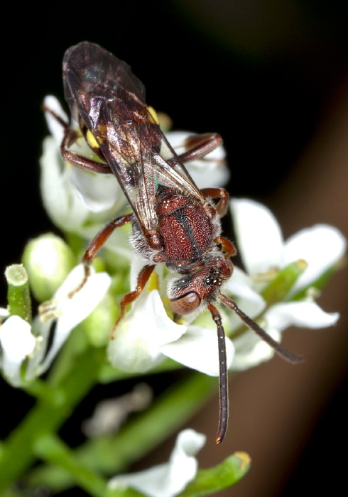Nomada ruficornis species group Apidae