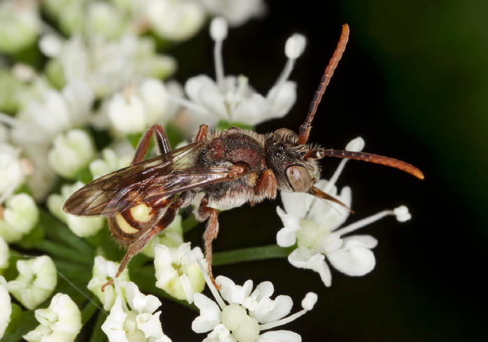 Nomada ruficornis species group? Apidae