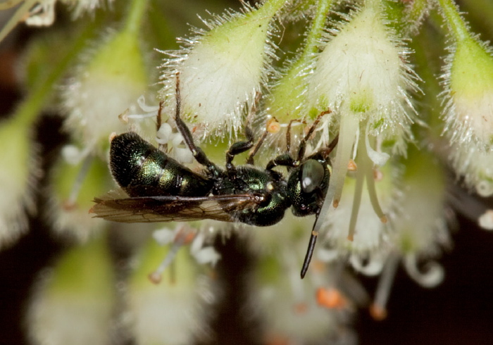 Ceratina (Zadontomerus) calcarata Apidae