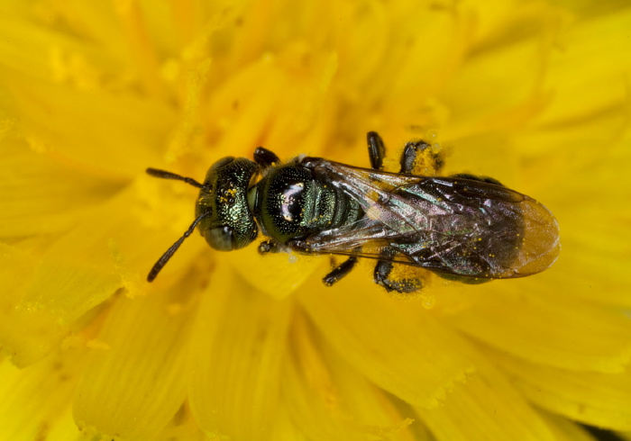 Ceratina (Zadontomerus) sp. Apidae