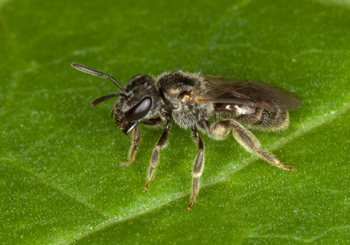 Lasioglossum (Dialictus) sp. Halictidae
