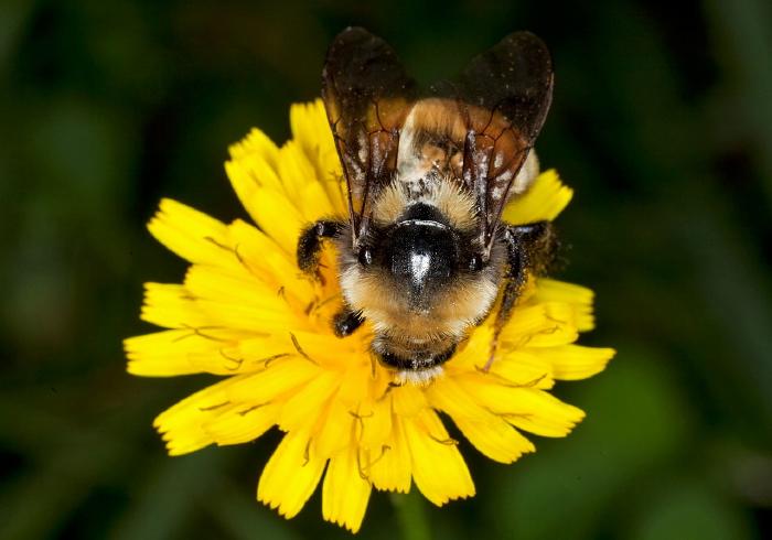 Bombus (Subterraneobombus) borealis Apidae