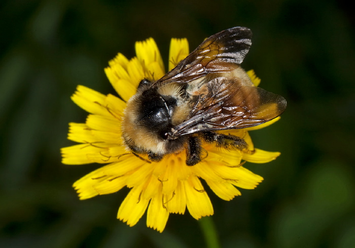 Bombus (Subterraneobombus) borealis Apidae