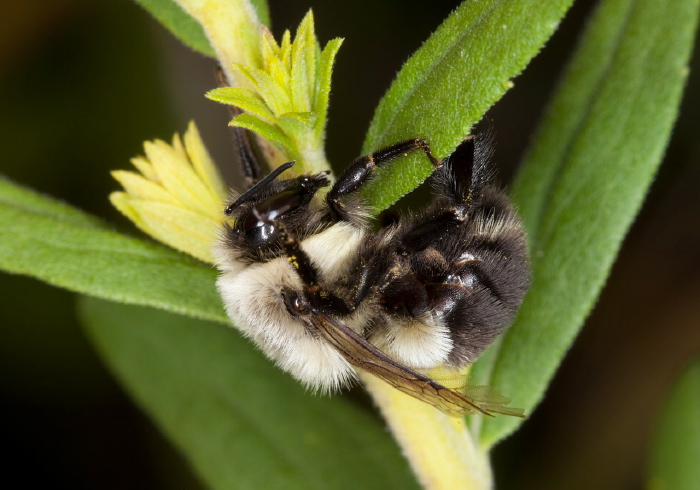 Bombus (Pyrobombus) impatiens Apidae