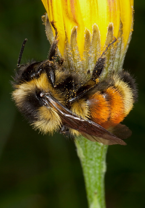 Bombus (Pyrobombus) ternarius Apidae