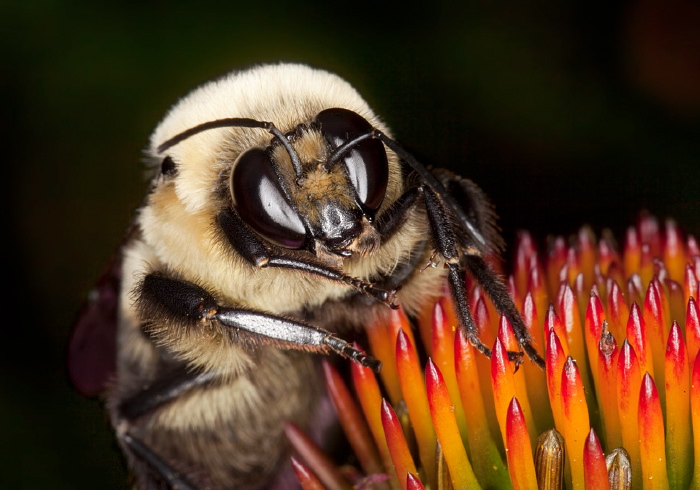 Bombus (Cullumanobombus) griseocollis Apidae