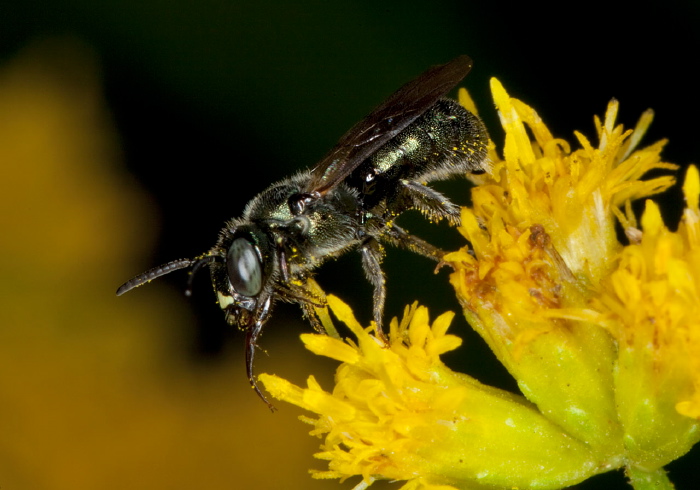Ceratina (Zadontomerus) calcarata? Apidae
