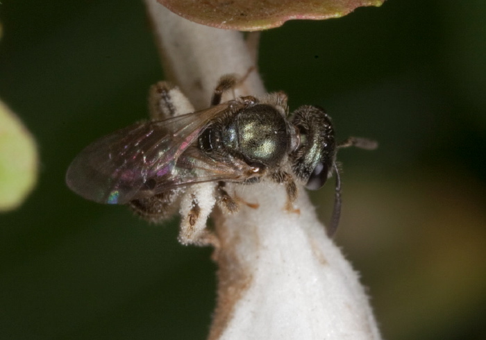 Lasioglossum (Dialictus) coeruleum Halictidae
