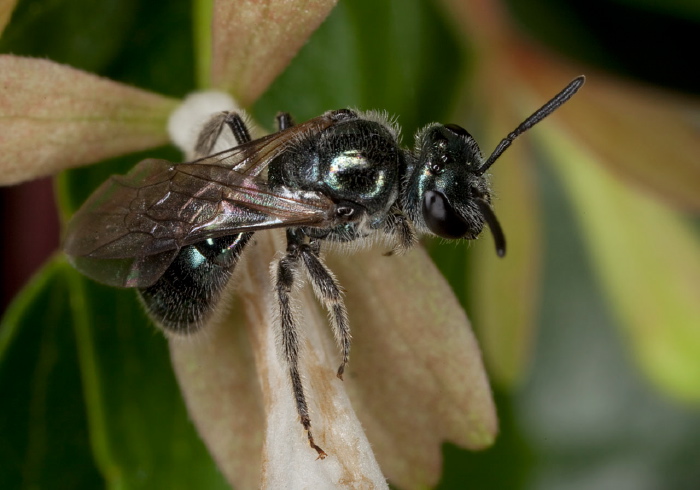 Lasioglossum (Dialictus) coeruleum Halictidae