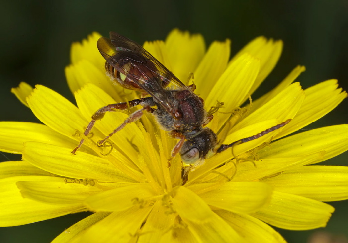 Nomada articulata Apidae