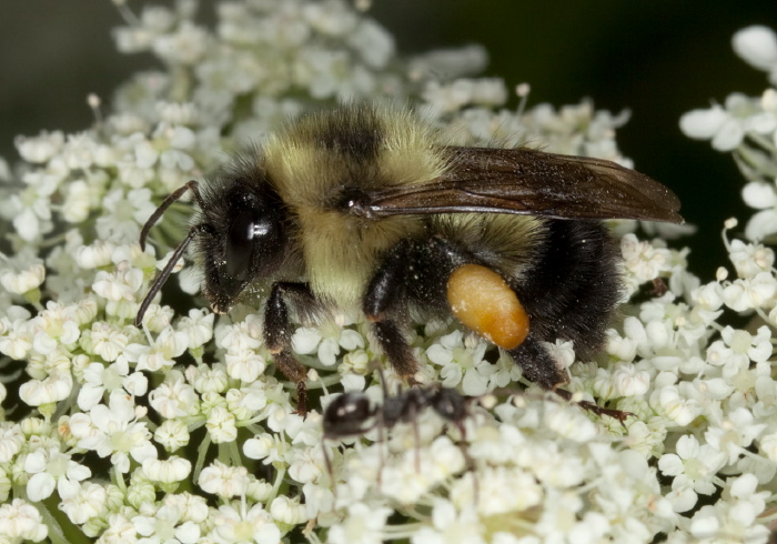 Bombus (Pyrobombus) vagans Apidae