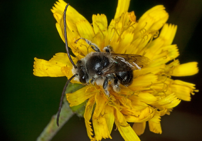 Melissodes illata Apidae