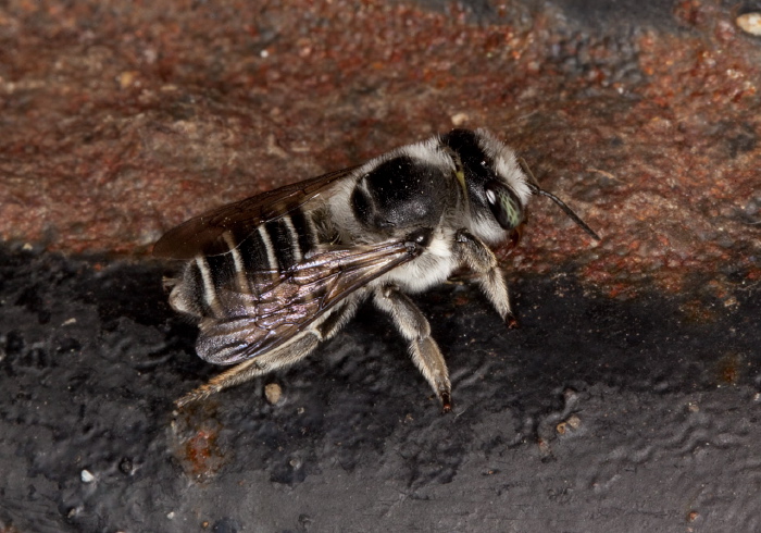 Megachile (Litomegachile) texana Megachilidae