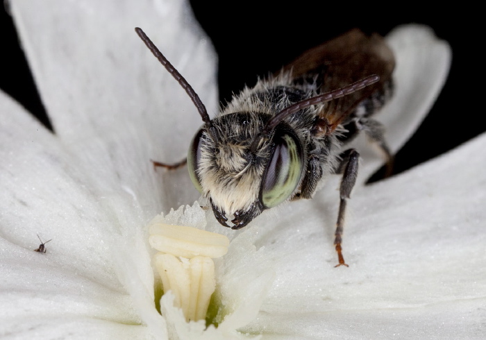 Megachile (Eutricharaea) sp. Megachilidae