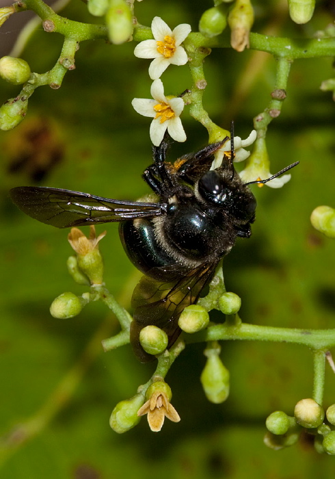 Xylocopa micans Apidae