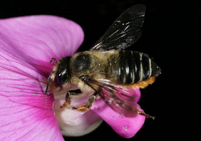 Megachile sp. Megachilidae