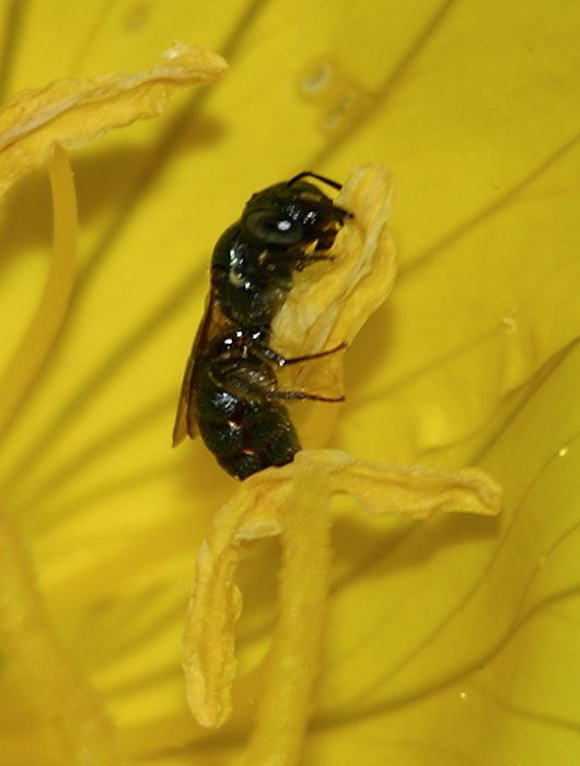 Lasioglossum sp. Halictidae