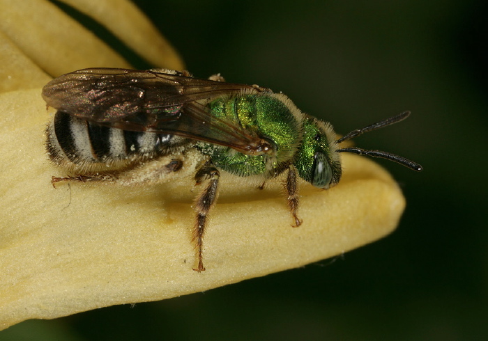 Agapostemon (Agapostemon) virescens? Halictidae