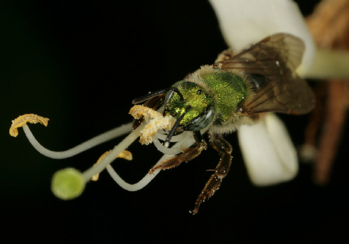 Agapostemon (Agapostemon) virescens? Halictidae