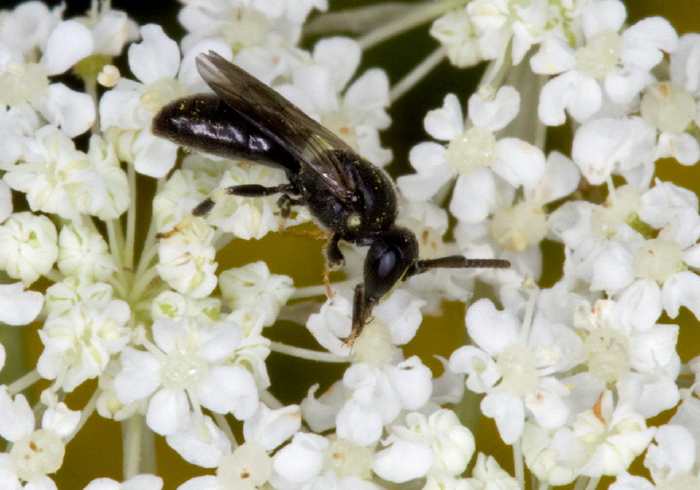 Hylaeus (Hylaeus) mesillae cressoni Colletidae