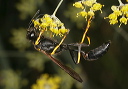 black_and_yellow_mud2076