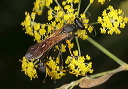 black_and_yellow_mud2079