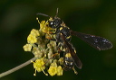 cerceris_sp2115