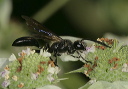 great_black_wasp2055