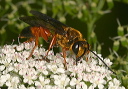 great_golden_digger_wasp753