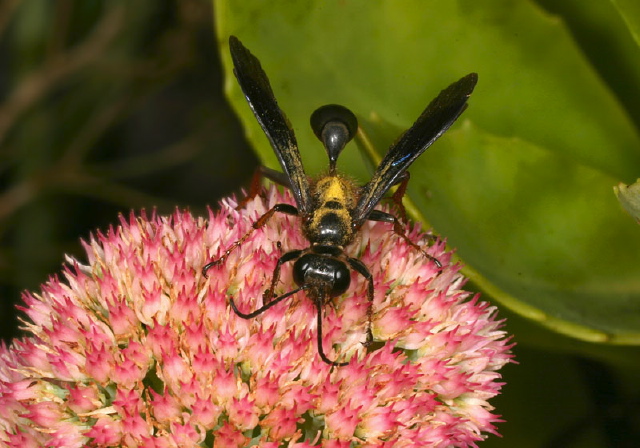Isodontia auripes Sphecidae