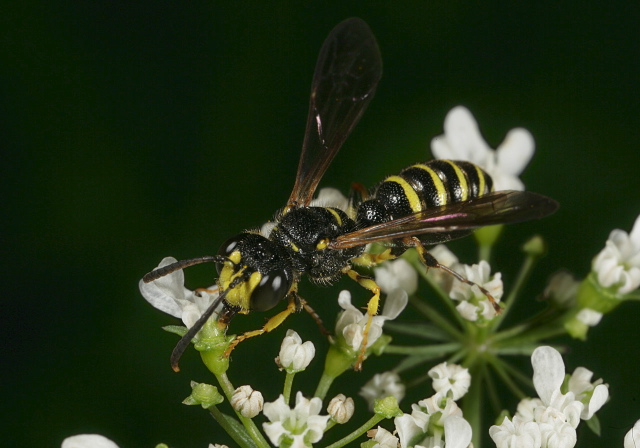 Cerceris arelate Crabronidae