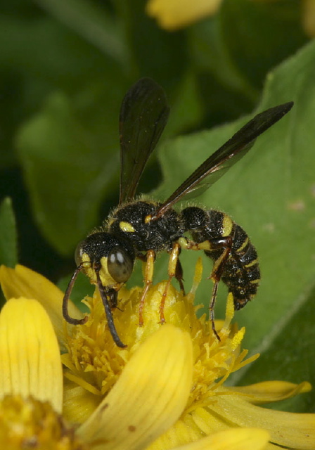 Cerceris sp. Crabronidae