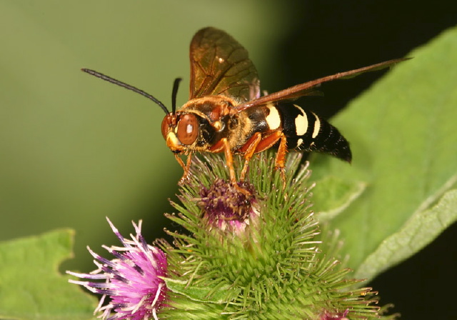 Sphecius speciosus Crabronidae