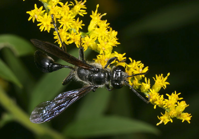 Isodontia Sphecidae