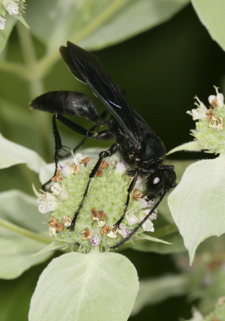 Sphex pensylvanicus Sphecidae