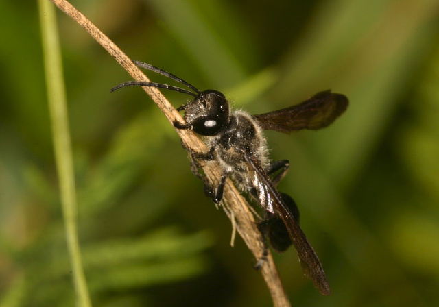 Isodontia sp. Sphecidae