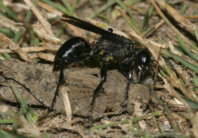 Prionyx atratus Sphecidae