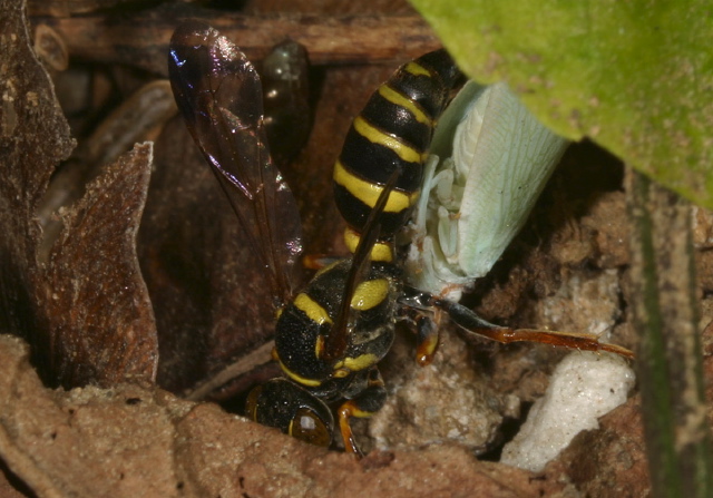 Psammaletes mexicanus Crabronidae