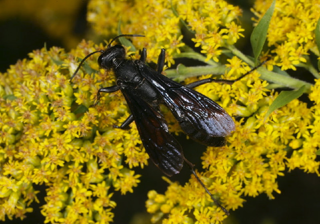 Sphex pensylvanicus Sphecidae