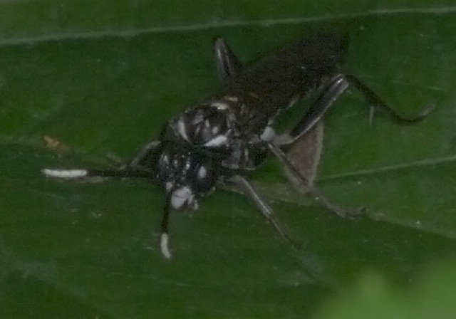 Macrophya sp. Tenthredinidae