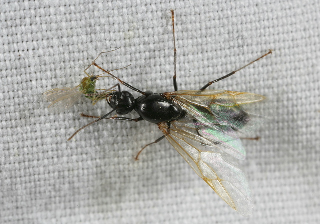 Camponotus sp. Formicidae