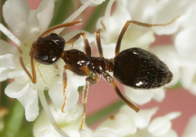 Prenolepis imparis Formicidae