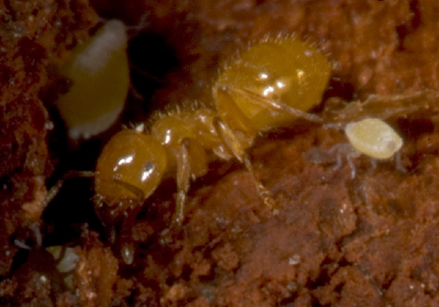Lasius sp. Formicidae
