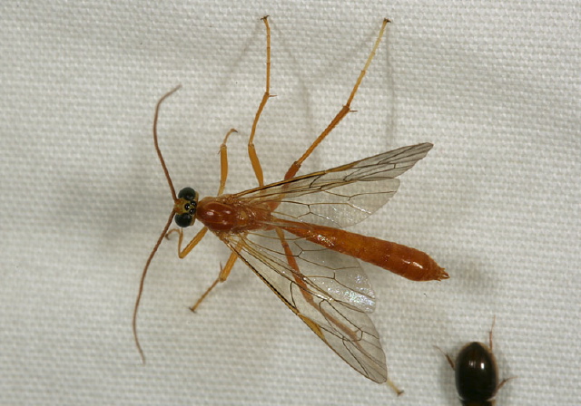   Ichneumonidae